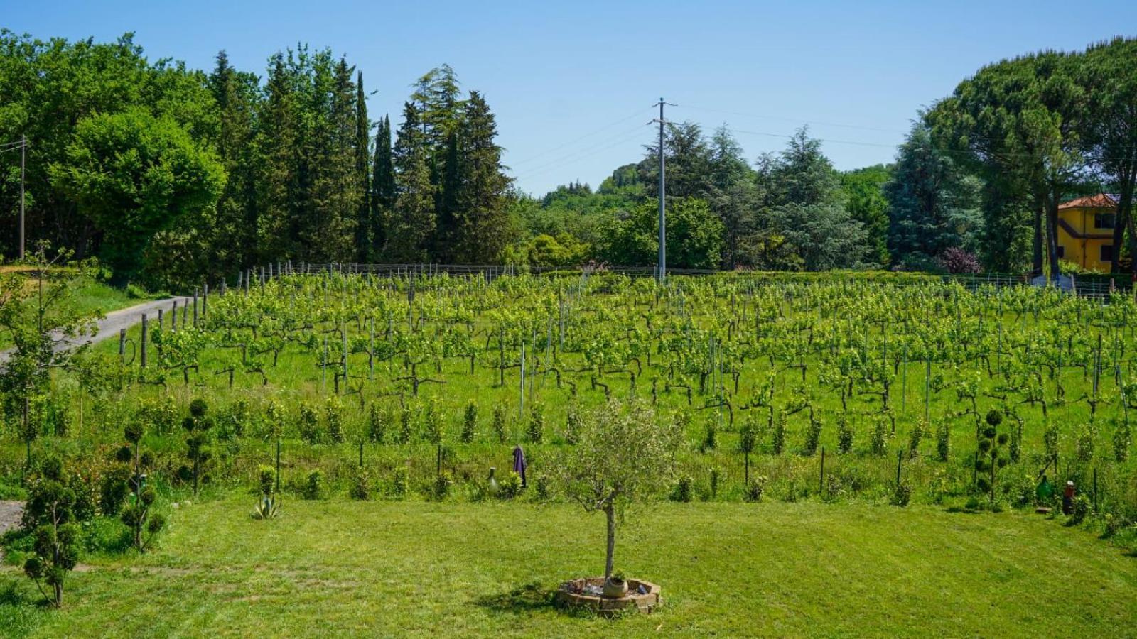 Ferienwohnung La Casa Nella Vigna Colline Del Vino Capannori Exterior foto